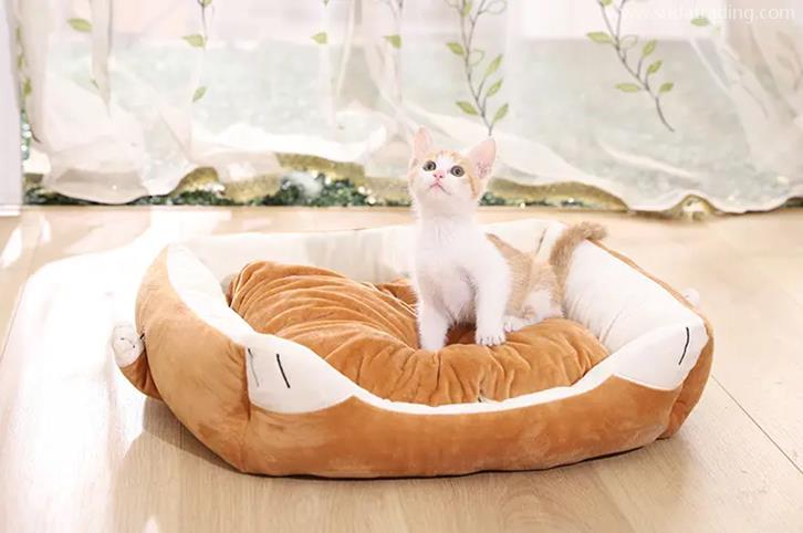 歐洲寵物用品進口報關歸類編碼