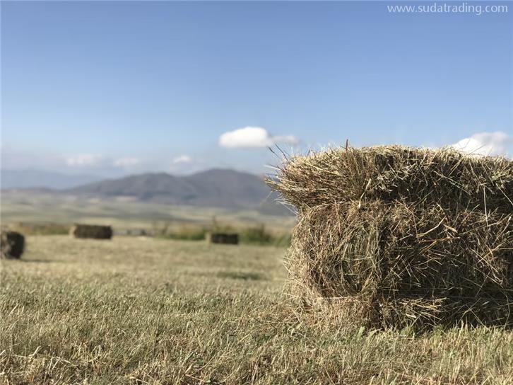 干草飼料進口報關公司18年代理通關經驗的公司