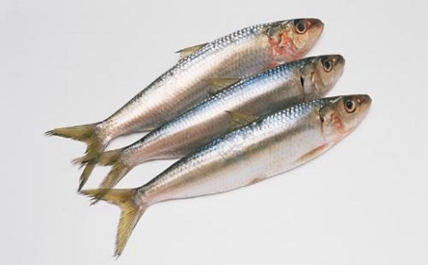 進口沙丁魚報關代理所需資料以及進口商所需資質