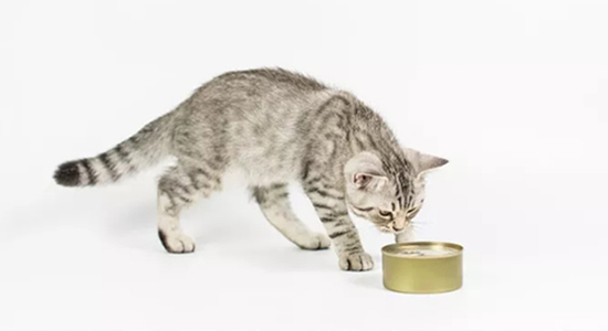 廈門進口寵物食品報關需要提供什么資質以及資料