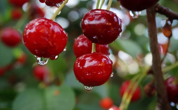 超詳細，車厘子進口報關所需的時間以及注意事項