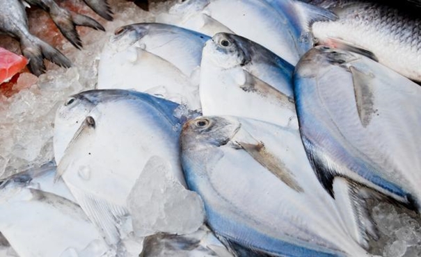 【進口凍鯧魚清關(guān)代理】的流程，一般貿(mào)易進口凍鯧魚