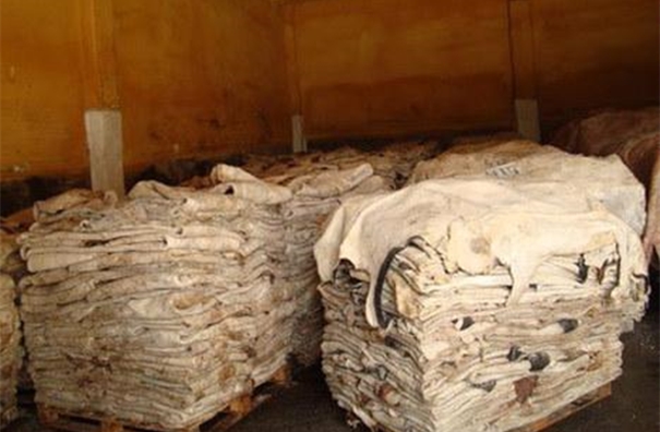 鹽濕皮進口清關的流程以及所需資料,請查收! 鹽濕皮進口清關的流程以及所需資料,請查收!