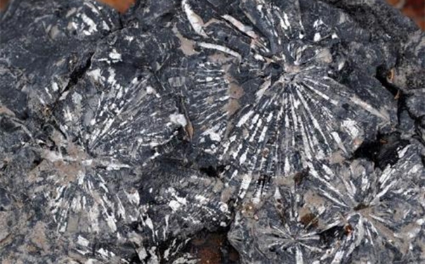 牧草進口清關代理小知識,超詳細 牧草進口清關代理小知識,超詳細