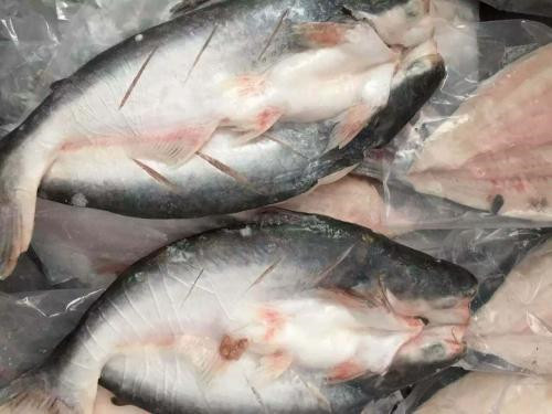 越南巴沙魚進(jìn)口報(bào)關(guān)代理流程手續(xù)以及費(fèi)用 越南巴沙魚進(jìn)口報(bào)關(guān)代理流程手續(xù)以及費(fèi)用