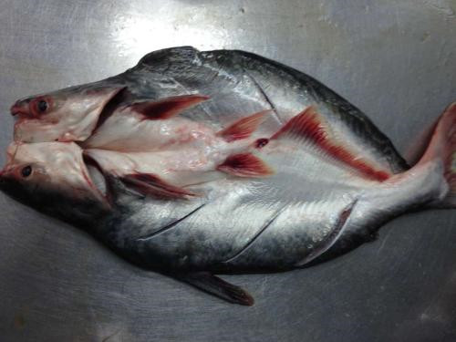 越南巴沙魚進(jìn)口報(bào)關(guān)代理流程手續(xù)以及費(fèi)用 越南巴沙魚進(jìn)口報(bào)關(guān)代理流程手續(xù)以及費(fèi)用