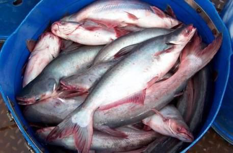 深圳水產品進口報關代理需要的單證資料有哪些呢? 深圳水產品進口報關代理需要的單證資料有哪些呢?