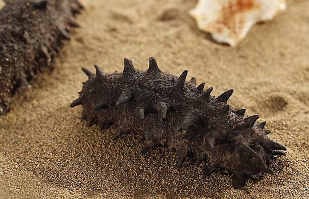 進(jìn)口海參報(bào)關(guān)代理要注意哪些事項(xiàng) 進(jìn)口海參報(bào)關(guān)代理要注意哪些事項(xiàng)