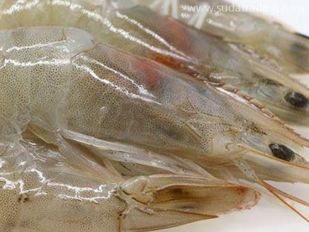 白蝦進口廣州機場清關監管與檢疫條件