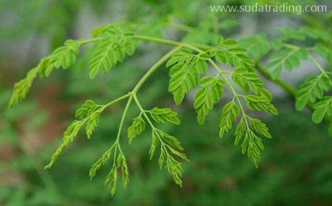 印度辣木葉一般貿(mào)易流程|東莞進口報關(guān)代理公司