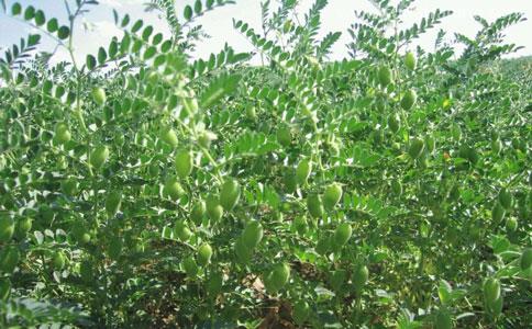 鷹嘴豆進口報關代理流程|東莞清關公司操作