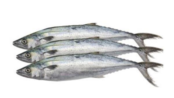 冷凍冰鮮進口報關