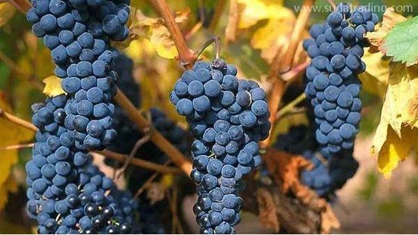 葡萄汁進口報關手續如何辦理？