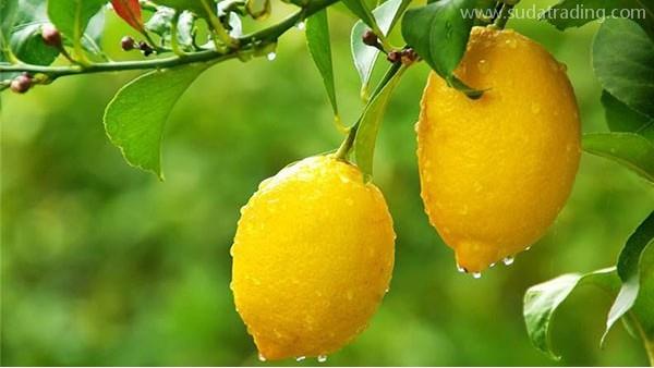 水果進(jìn)口報(bào)關(guān)，一文看懂水果進(jìn)口細(xì)節(jié)