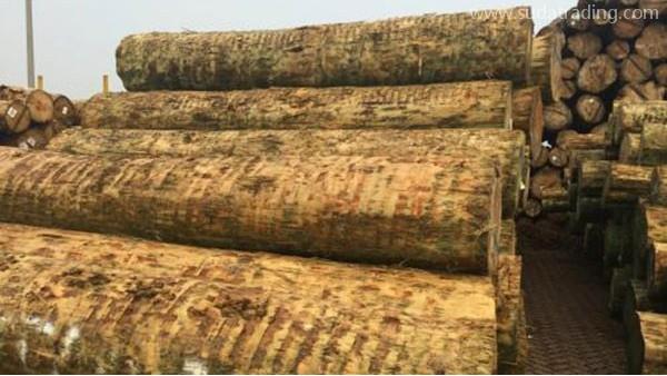 劃重點！你想知道的原木進口報關流程都在這里！
