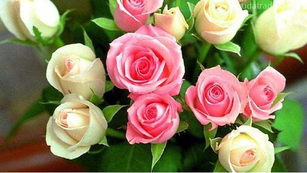 東莞鮮花進口報關(guān)代理所需資料單證及流程解析