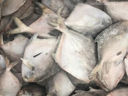 凍鯧魚廣州進口報關行代理流程