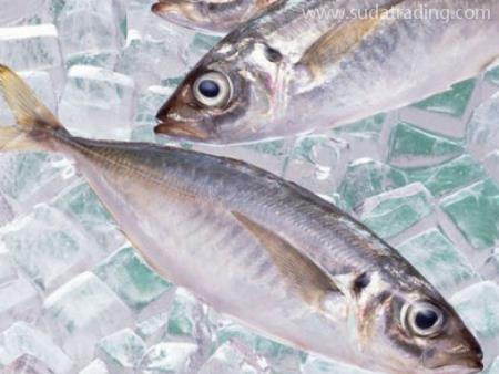 冷凍魚東莞進(jìn)口報關(guān)代理操作指南！