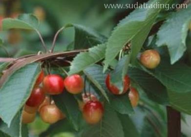 櫻桃樹進口報關清關流程