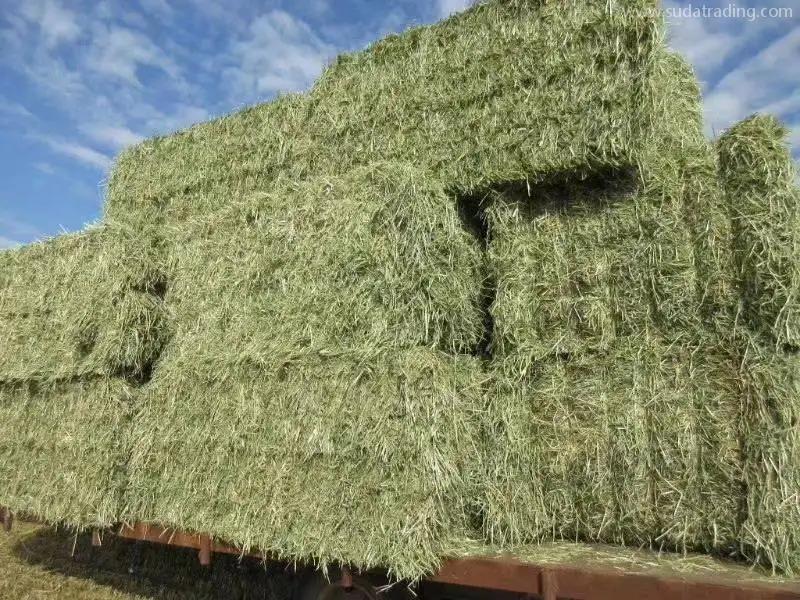 大連苜蓿草進(jìn)口清關(guān)選對公司很重要