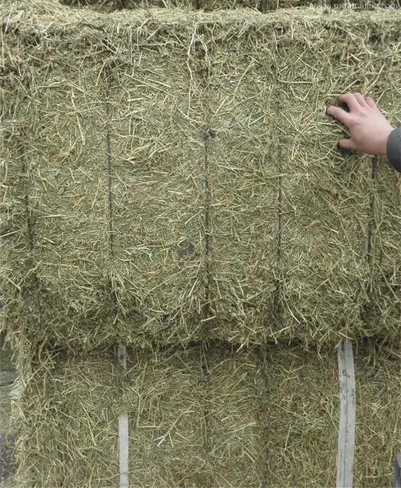 苜蓿草進口報關代理公司帶你了解進口苜蓿草相關知識