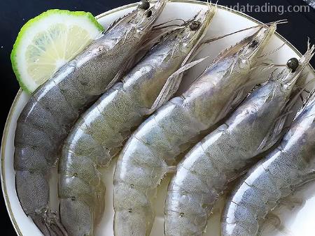 美國冷凍對蝦佛山通關代理一站式報關要求