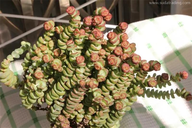 天津植物進口清關報關注意事項