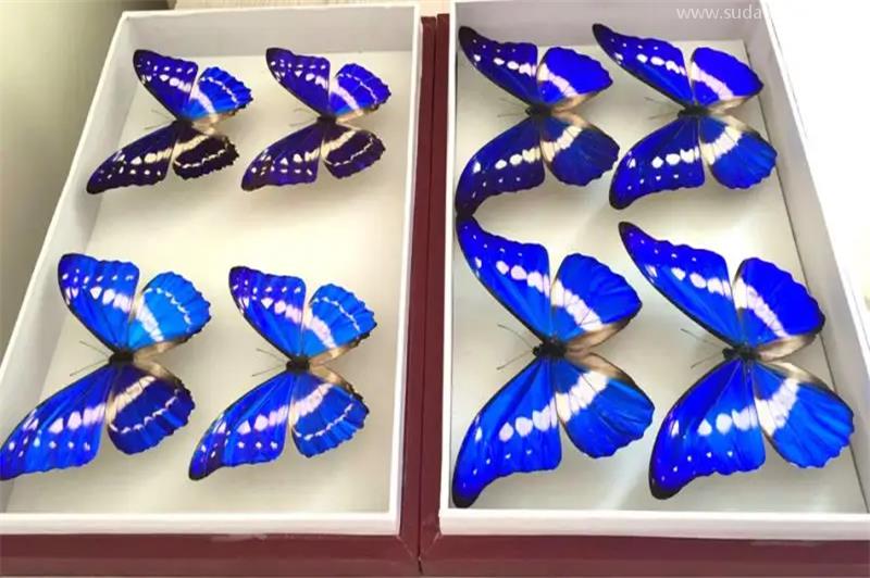 蝴蝶標(biāo)本進(jìn)口報關(guān)代理的流程資料 蝴蝶標(biāo)本進(jìn)口報關(guān)代理的流程資料