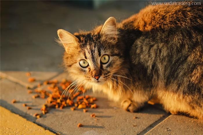 進(jìn)口貓狗糧辦理報(bào)關(guān)手續(xù)貓狗糧食準(zhǔn)入要求 進(jìn)口貓狗糧辦理報(bào)關(guān)手續(xù)貓狗糧食準(zhǔn)入要求