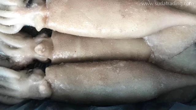 俄羅斯冷凍魷魚進(jìn)口報關(guān)流程分享 俄羅斯冷凍魷魚進(jìn)口報關(guān)流程分享