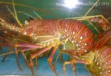 鮮活水產如何進口？