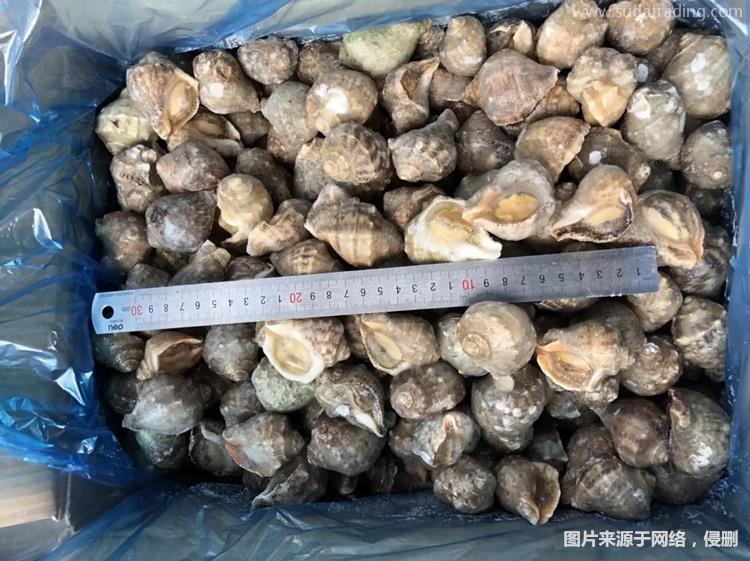 廣州報關冷凍海螺肉進口專業處理冷凍螺肉廣州報關 廣州報關冷凍海螺肉進口專業處理冷凍螺肉廣州報關