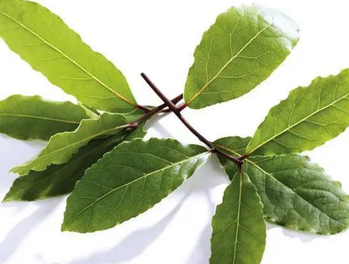 香葉進(jìn)口報關(guān)清關(guān)流程