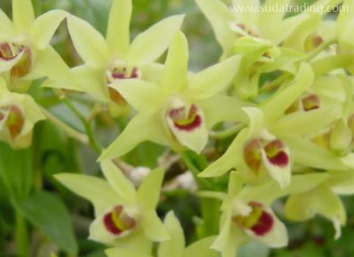 石斛進口報關清關知識話你知 石斛進口報關清關知識話你知