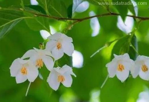 蘇合香進口報關清關流程 蘇合香進口報關清關流程