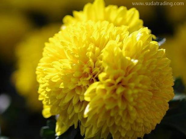 帶你了解菊花進口報關清關之旅 帶你了解菊花進口報關清關之旅