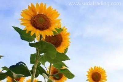 向日葵進口申報要素有哪些？