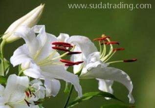 百合花進口報關清關流程詳解