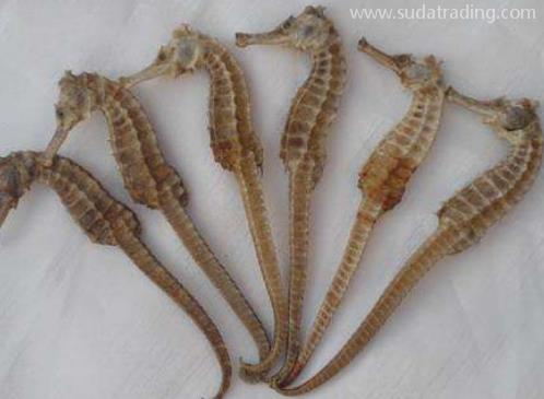 干海馬進(jìn)口報關(guān)清關(guān)流程 干海馬進(jìn)口報關(guān)清關(guān)流程