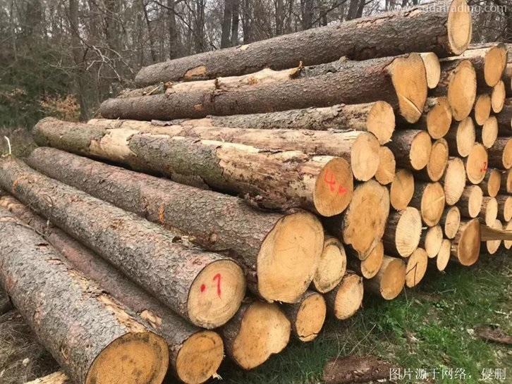 青島進口巴西原木報關流程,專業(yè)20年木材進口清關