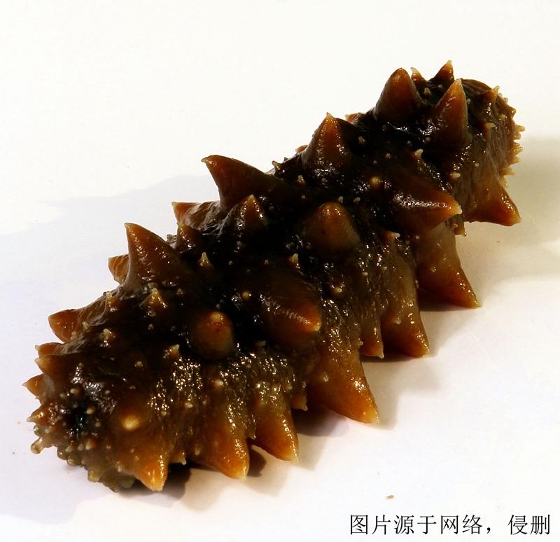 印度尼西亞進口報關(guān)公司哪家好?印尼海參清關(guān)資料