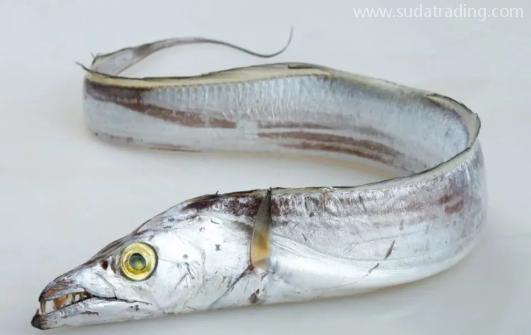 【進口知識】一文帶你了解帶魚