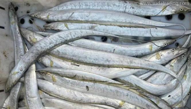 【進口知識】一文帶你了解帶魚